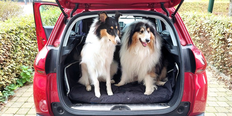 Hunde i bil